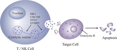 Acute kidney injury in critical care: complications of hemophagocytic lymphohistiocytosis